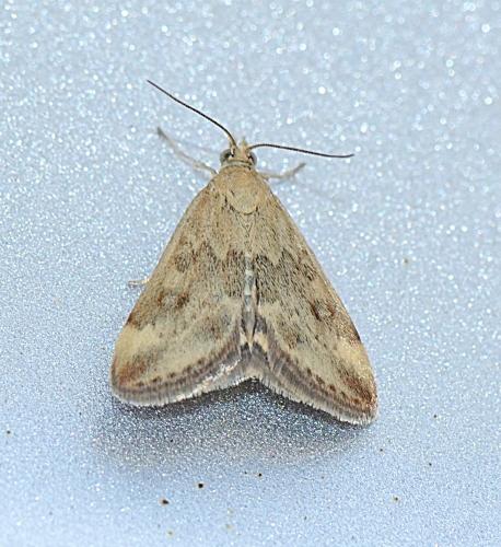 Réf. 309 759 : Pyrausta despicata